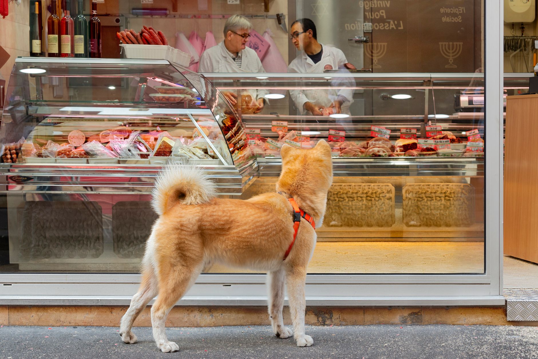 Why Pet Valu Holdings Ltd stock is tanking today