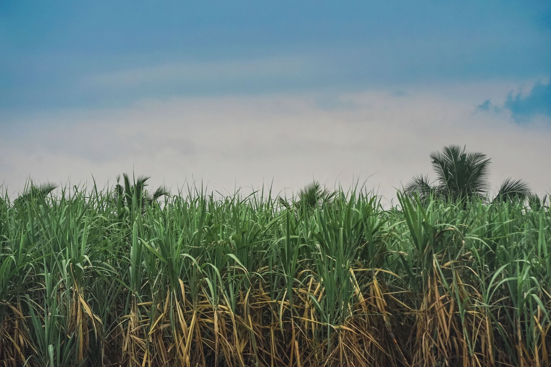 Why Rogers Sugar Inc. stock is rising today