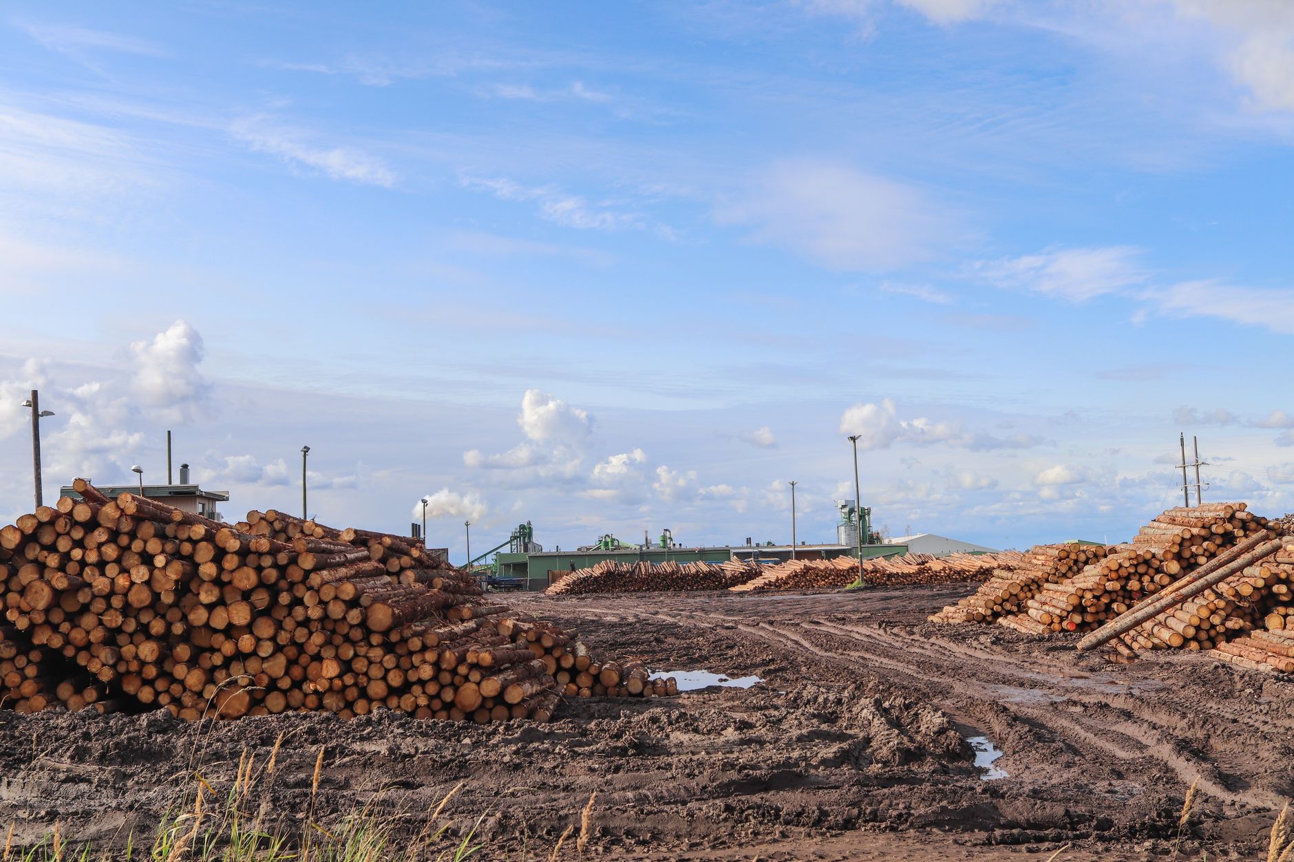 Why Conifex Timber Inc stock is skyrocketing today