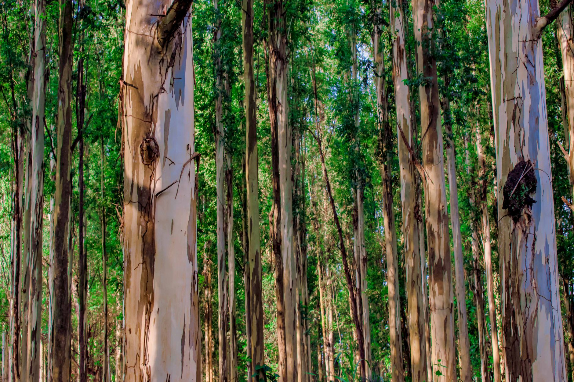 Why EcoSynthetix Inc stock plummeted yesterday