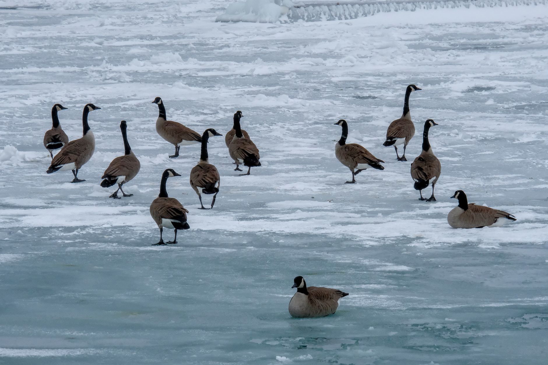 Why Canada Goose Holdings Inc stock is rising today