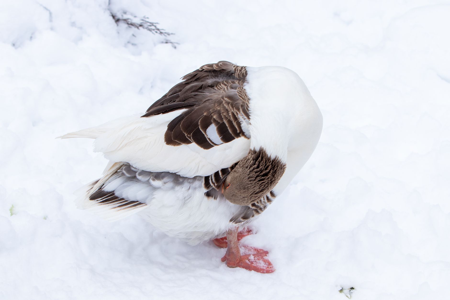 Why Canada Goose Holdings Inc stock is sliding today