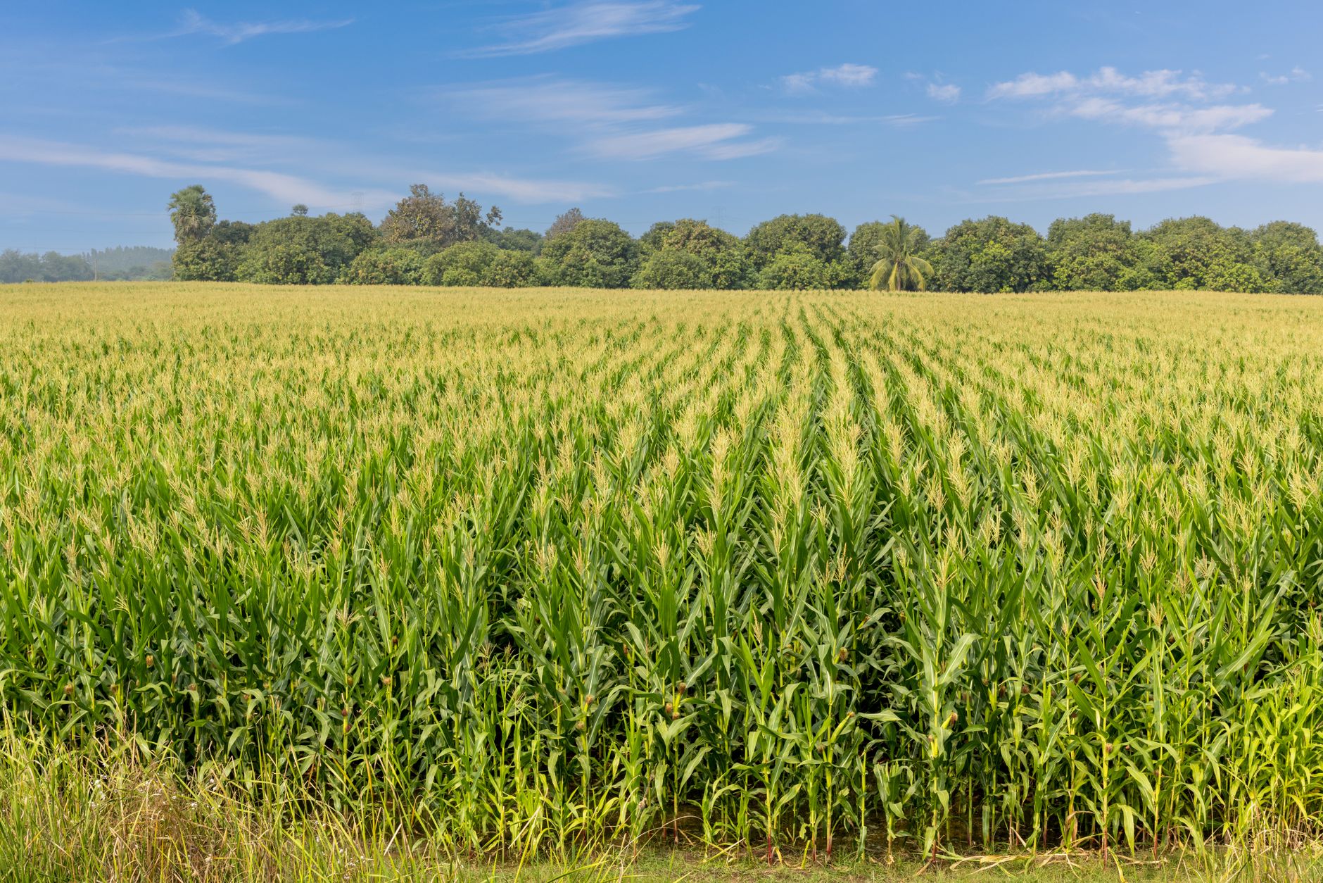 Why Green Shift Commodities Ltd. stock is skyrocketing today