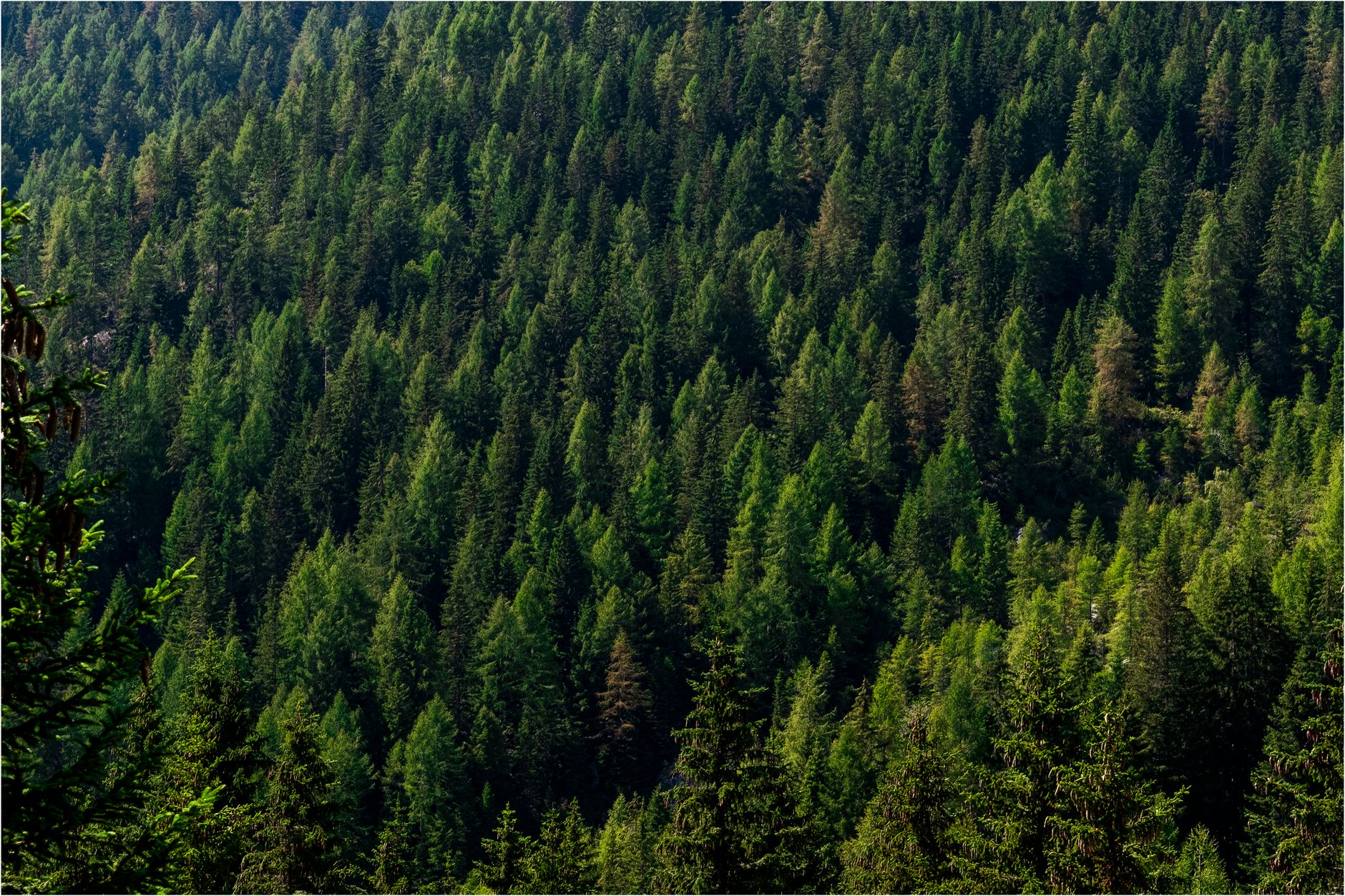 Why Acadian Timber Corp stock is tanking today