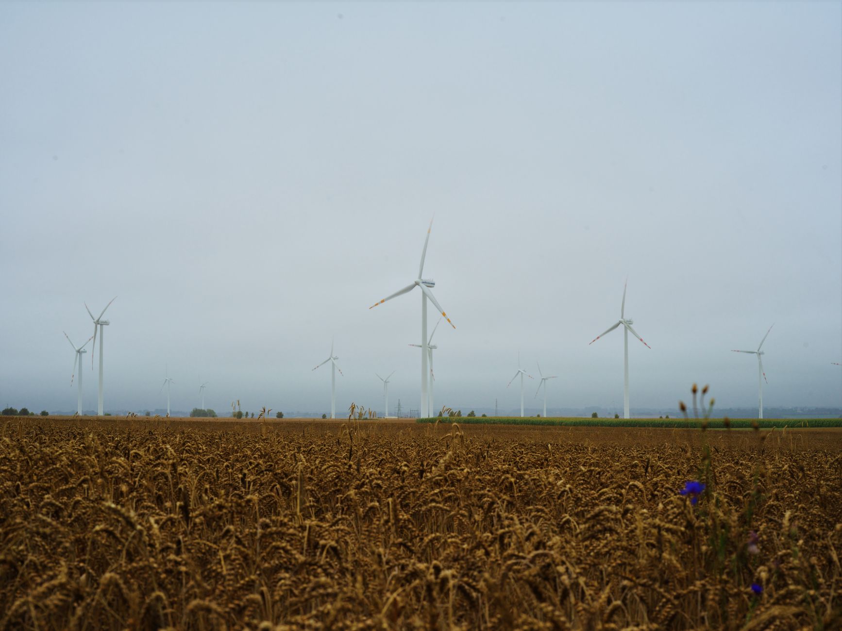 Tidewater Renewables Ltd LCFS Earnings Miss Estimates by 70.5%