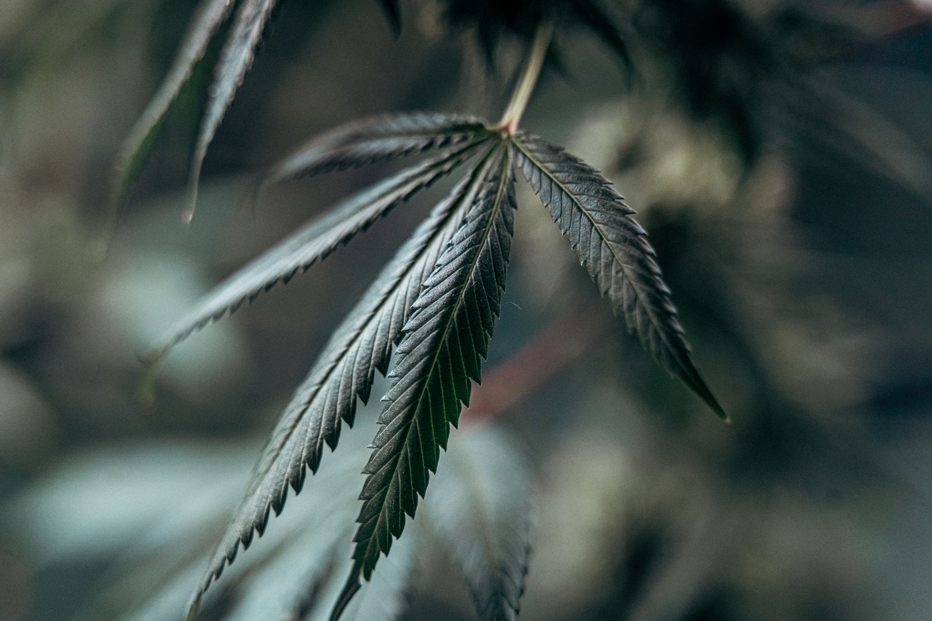 Why OrganiGram Holdings Inc stock is skyrocketing today