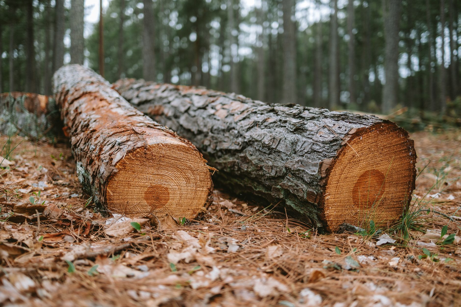 Why Conifex Timber Inc stock fell yesterday