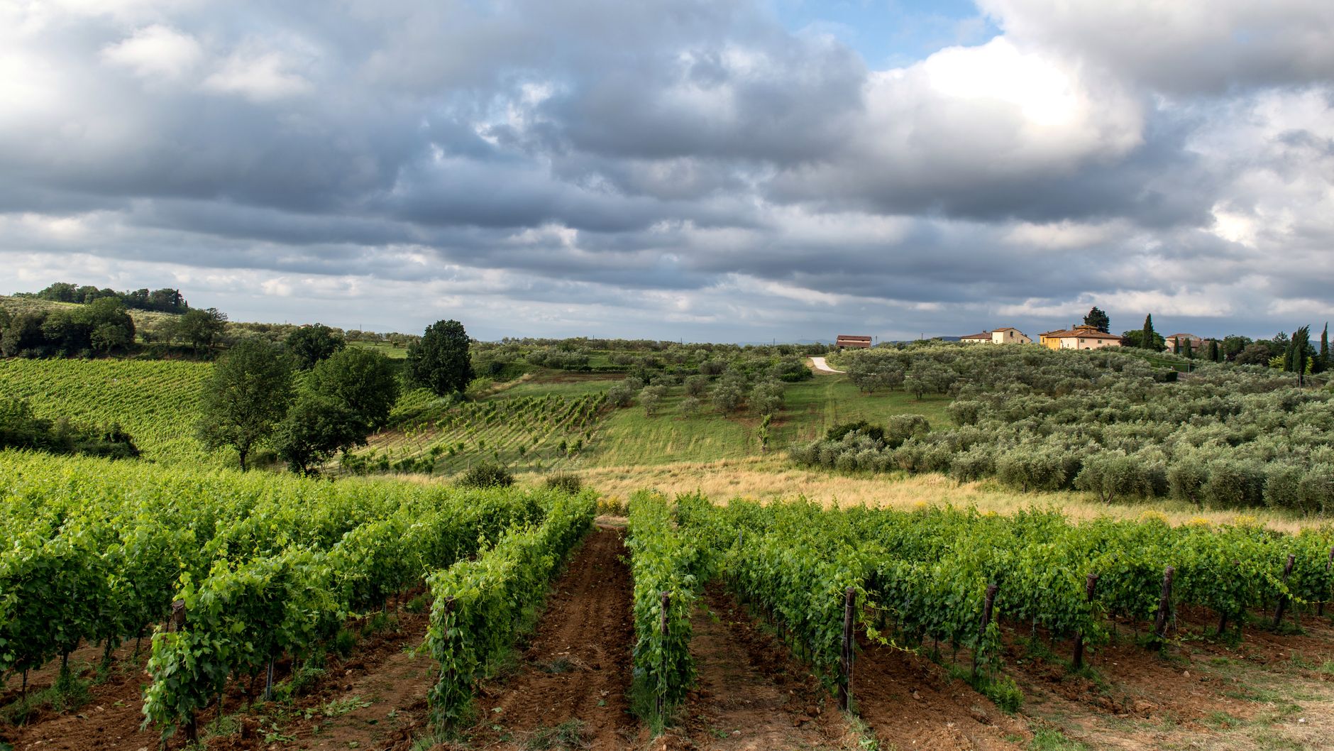 Why Diamond Estates Wines & Spirits Inc stock is rising today