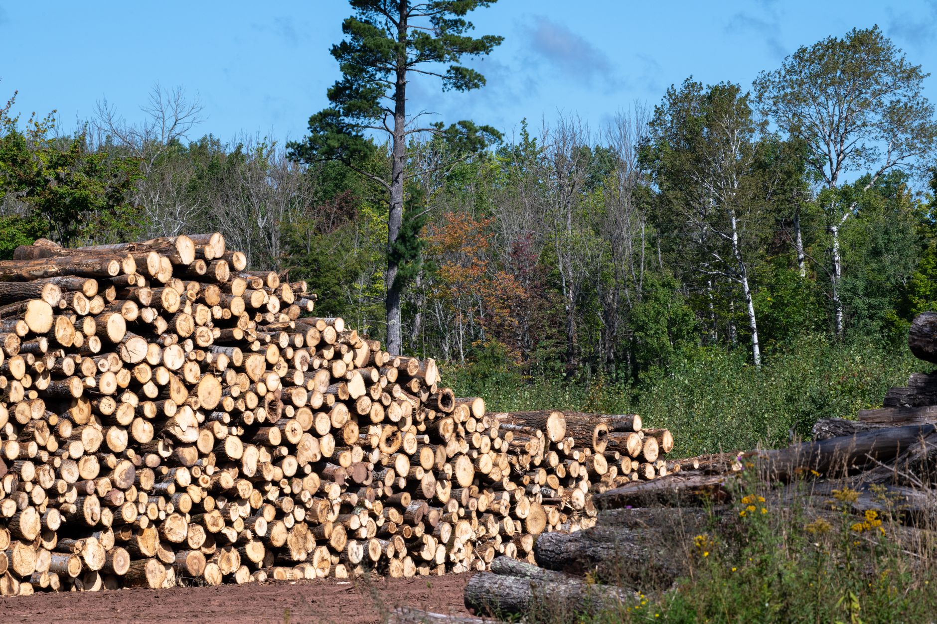 West Fraser Timber Co. Ltd. (WFG.TO) Rises 5% This Week Amid Term Loan Refinancing