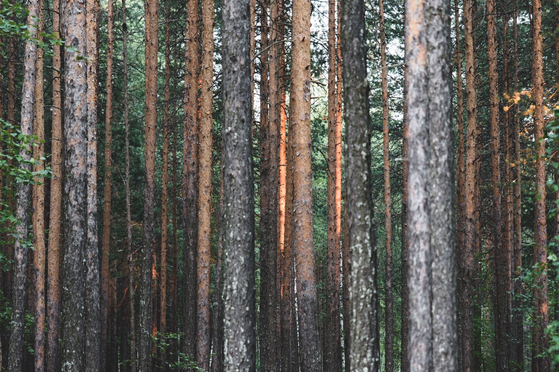 Why Conifex Timber Inc stock fell yesterday