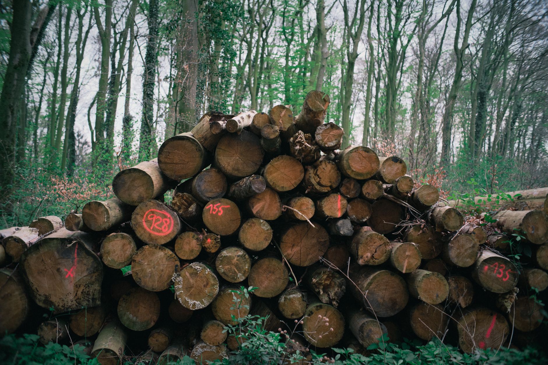 Why Conifex Timber Inc stock is rising today