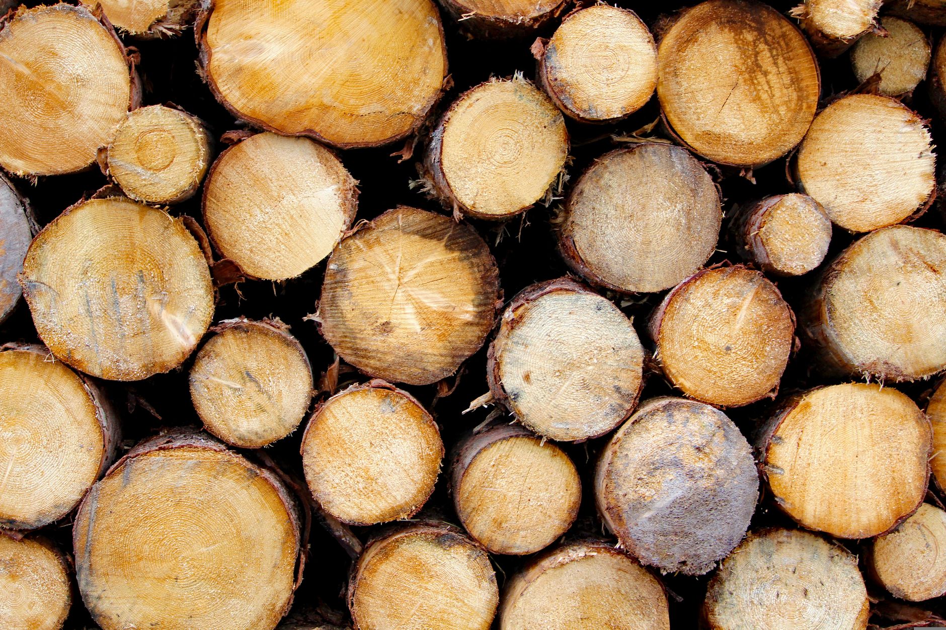 Why West Fraser Timber Co Ltd stock is rising today