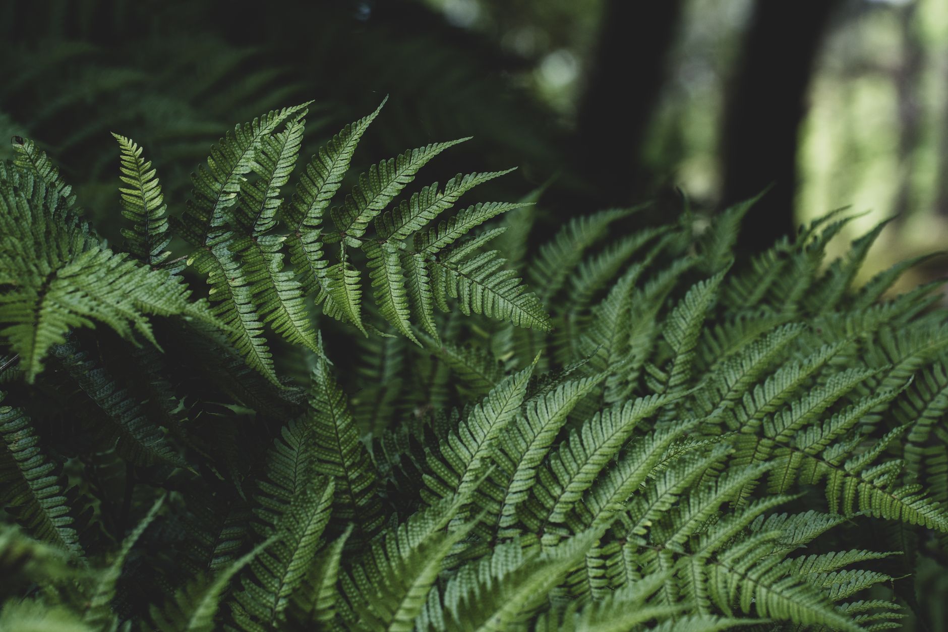 Why Fiddlehead Resources Corp. stock is skyrocketing today