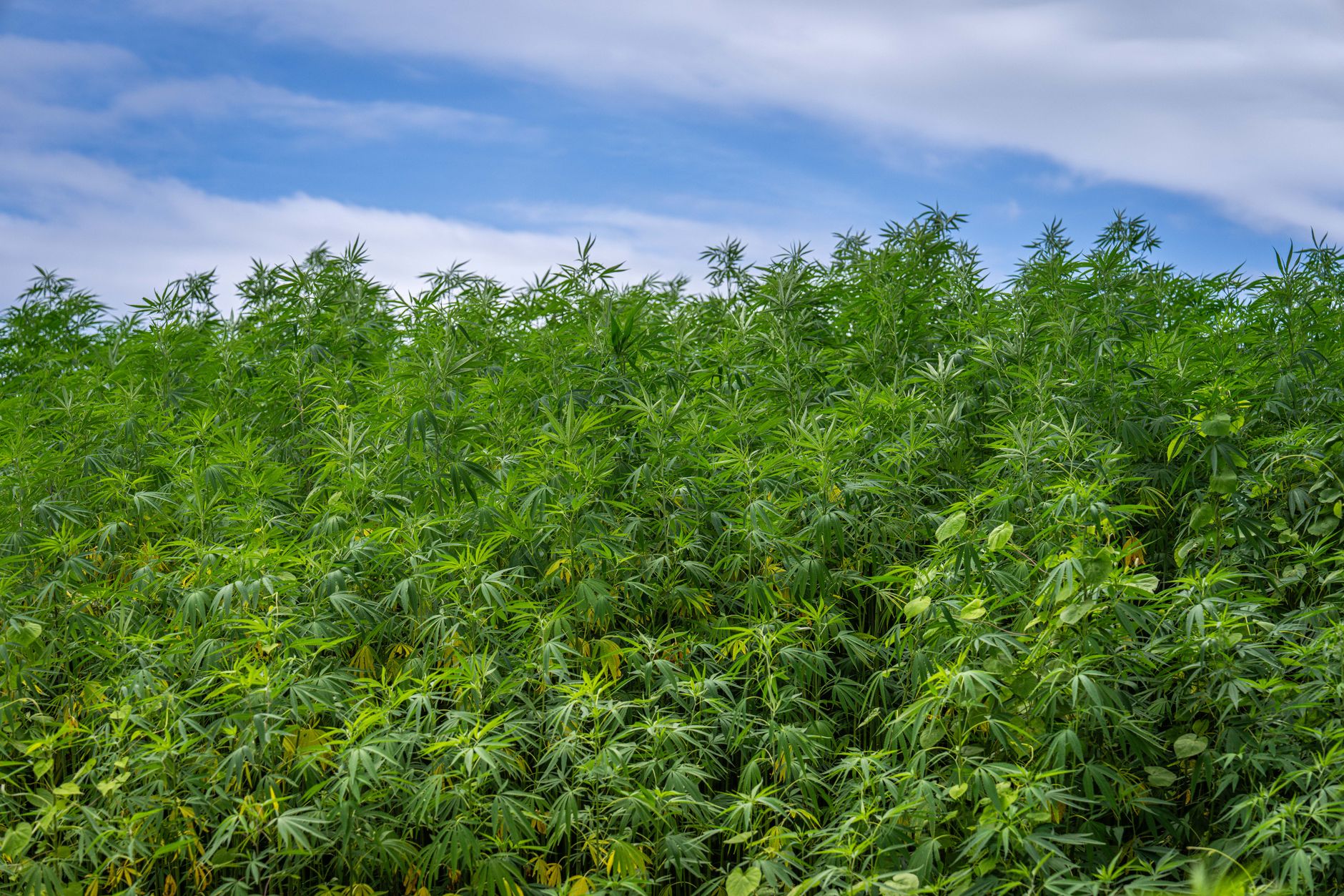 Why Charlotte's Web Holdings Inc stock plummeted yesterday