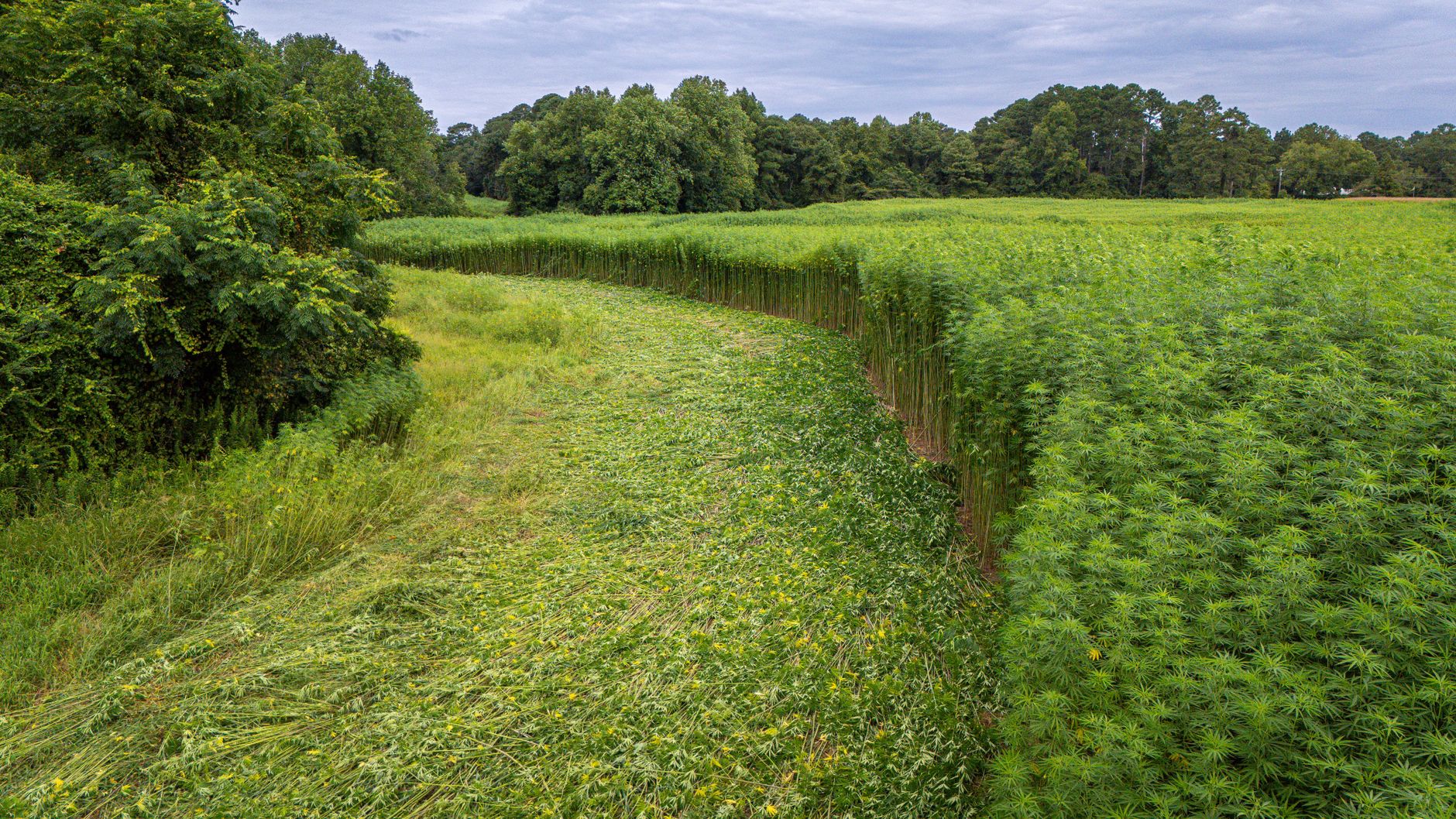 Why Charlotte's Web Holdings Inc stock is sliding today