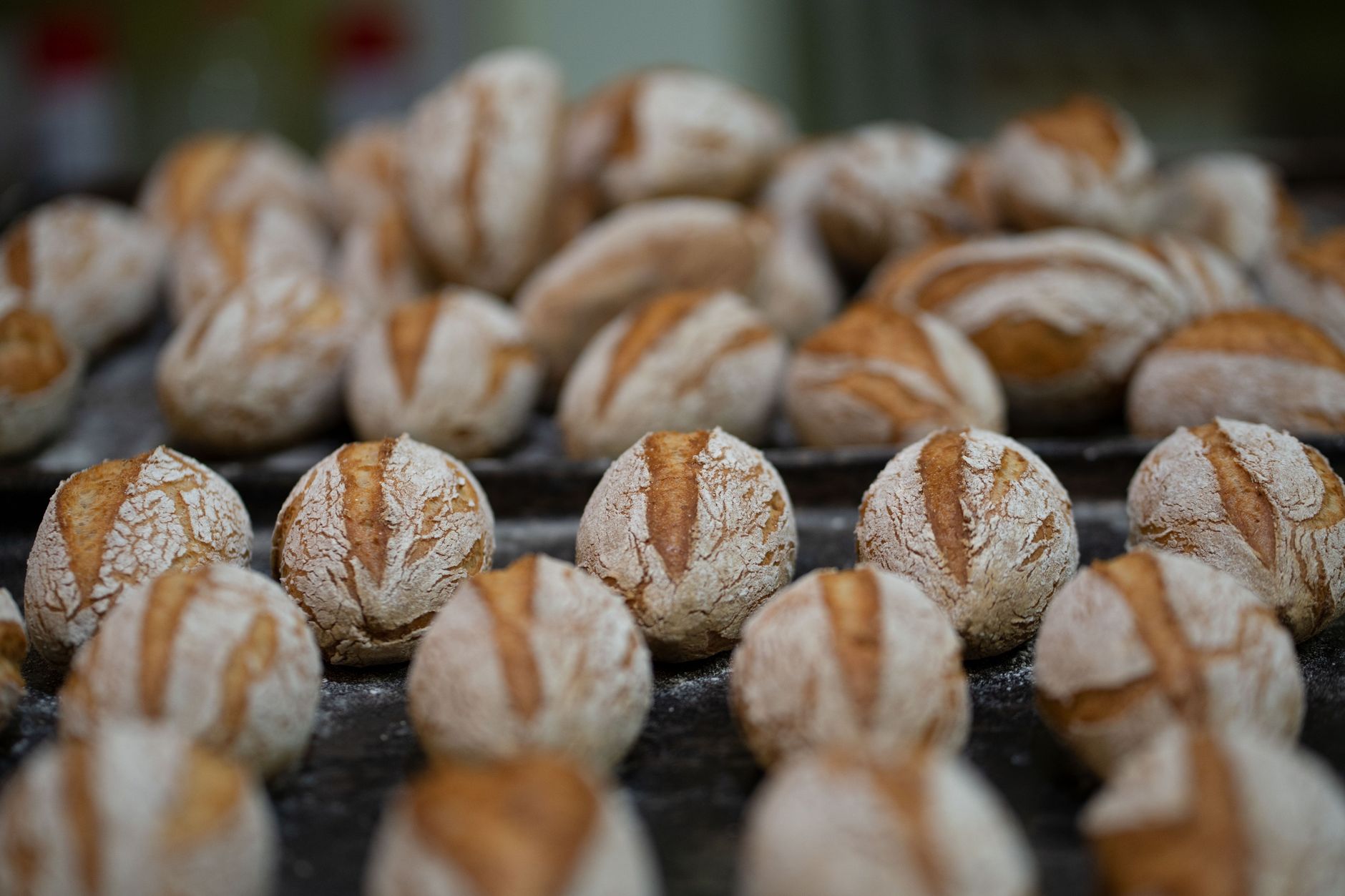 Why Purebread Brands Inc. stock fell yesterday
