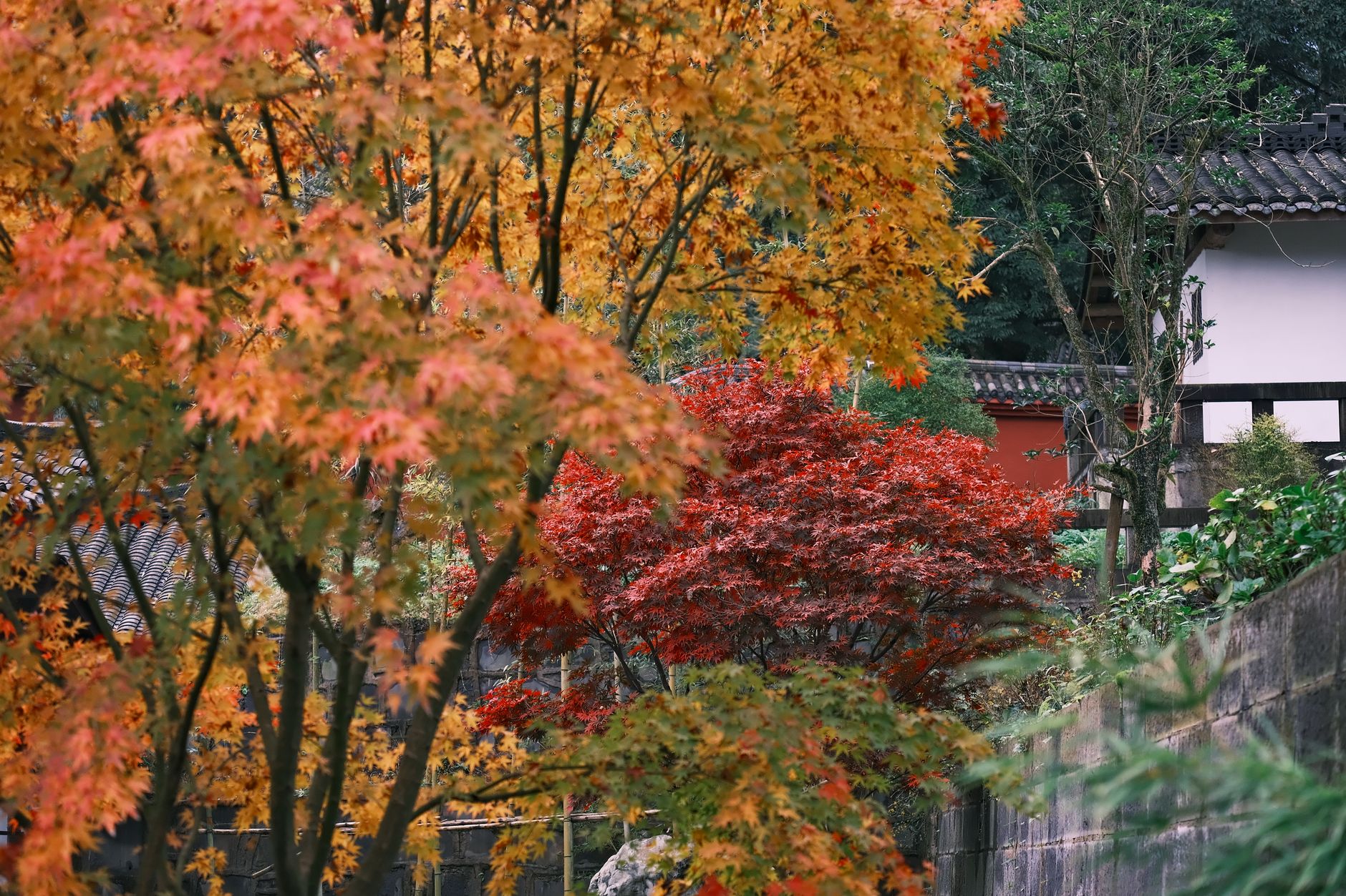 Why THS Maple Holdings Ltd. stock surged yesterday