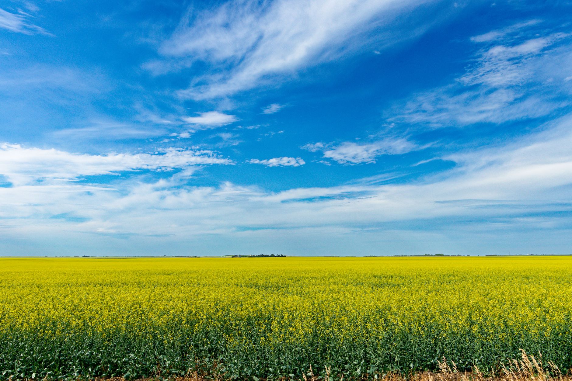 Why Maple Leaf Foods Inc. stock is sliding today