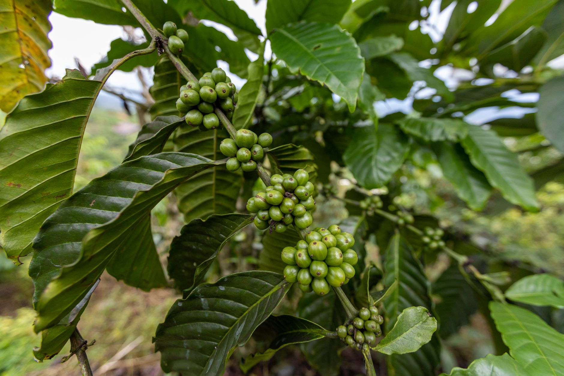 Why Swiss Water Decaffeinated Coffee Inc stock is gaining today