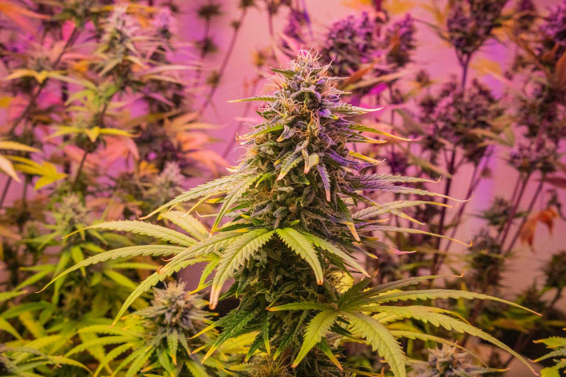 Curaleaf Holdings Inc. Rises 10% This Week as Market Embraces Cannabis Recovery