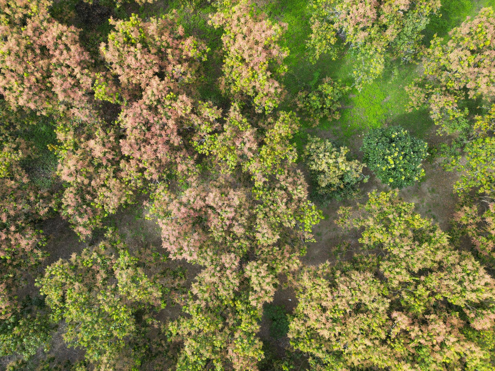 What's Going On With Big Tree Carbon Inc. Stock Friday?