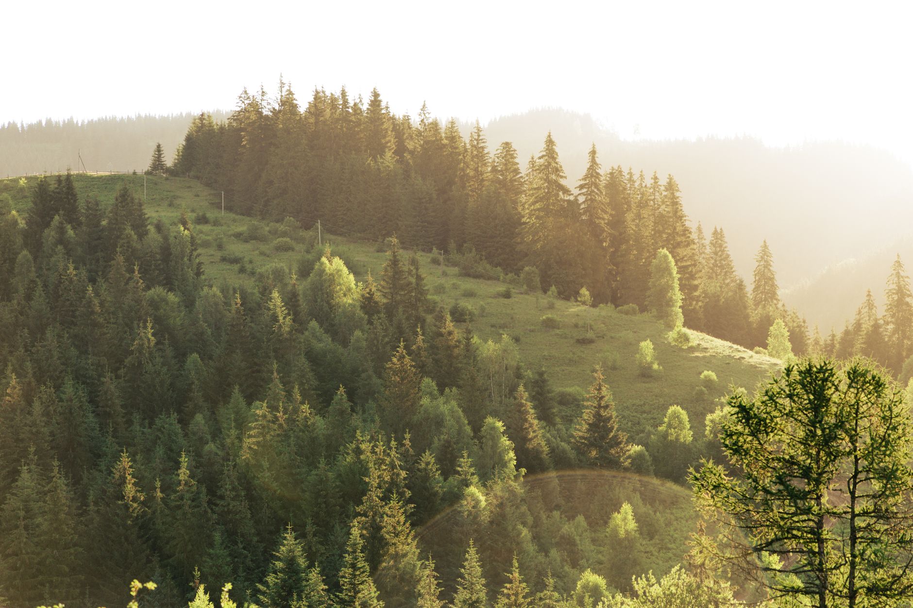 Why Big Tree Carbon Inc. stock is plummeting today