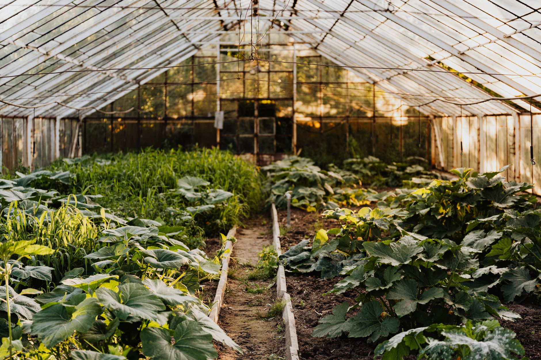 Why Green Rise Capital Corp stock is skyrocketing today