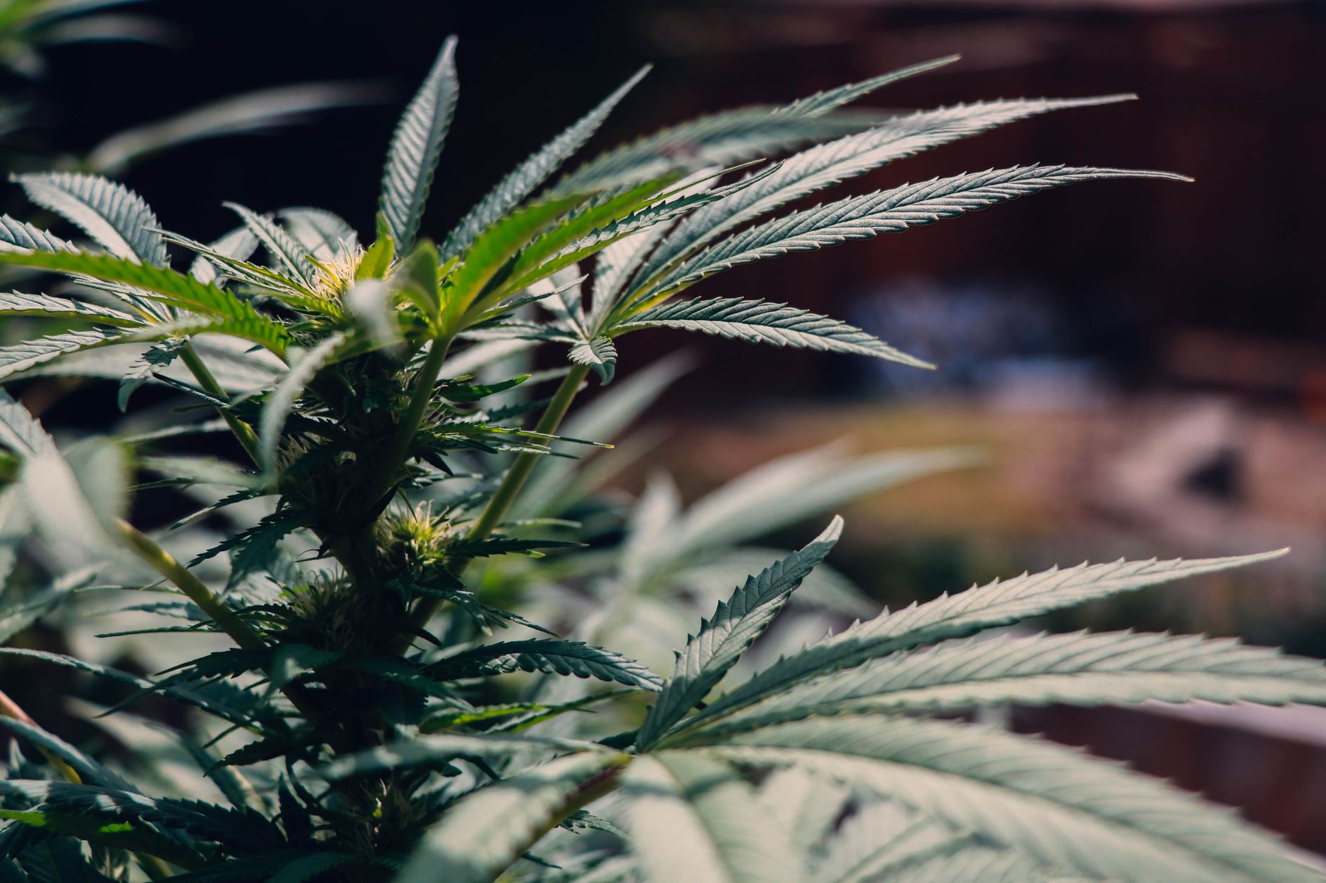 Why Aurora Cannabis Inc stock is rising today