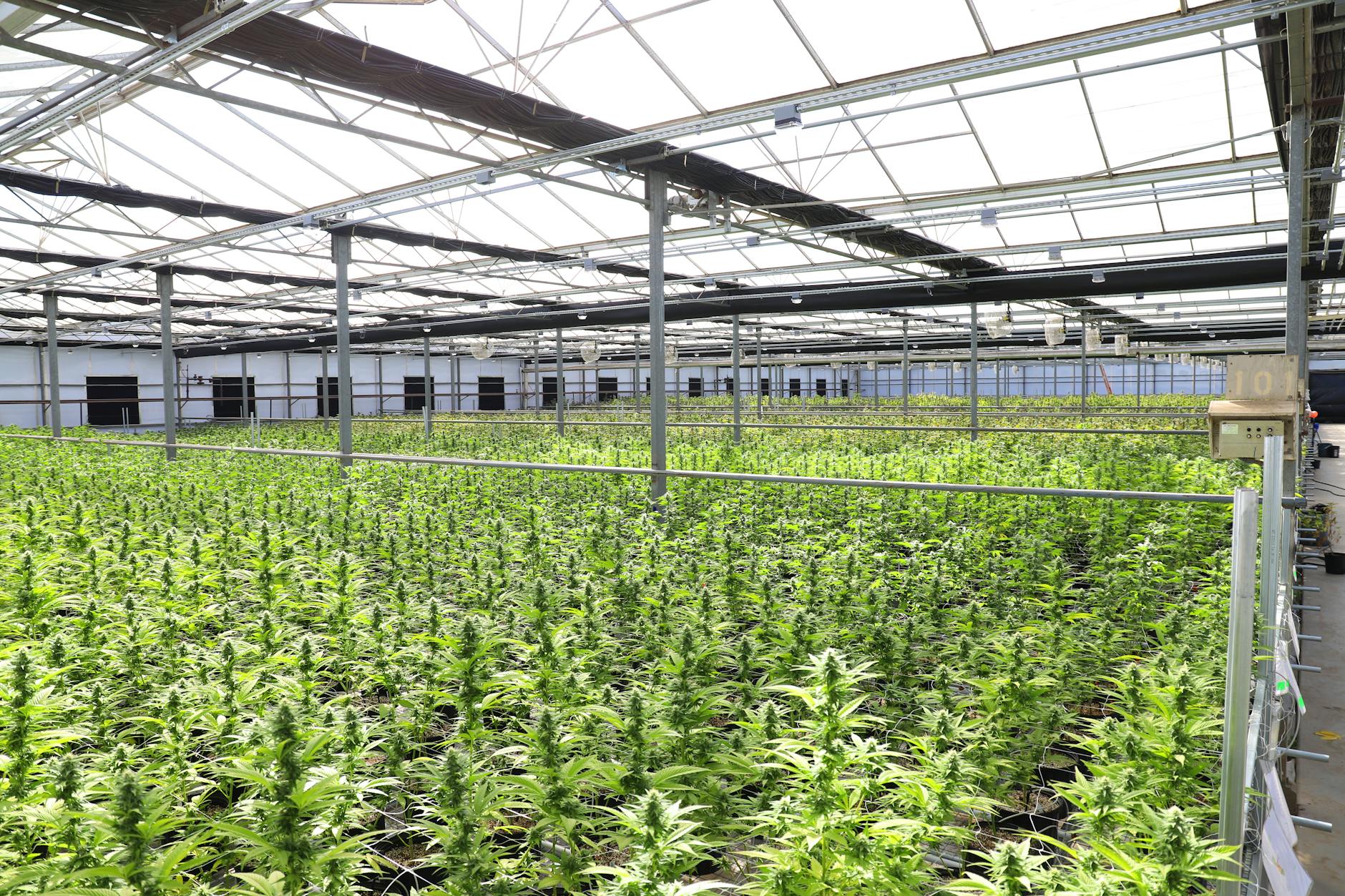 Why TerrAscend Corp. stock is gaining today