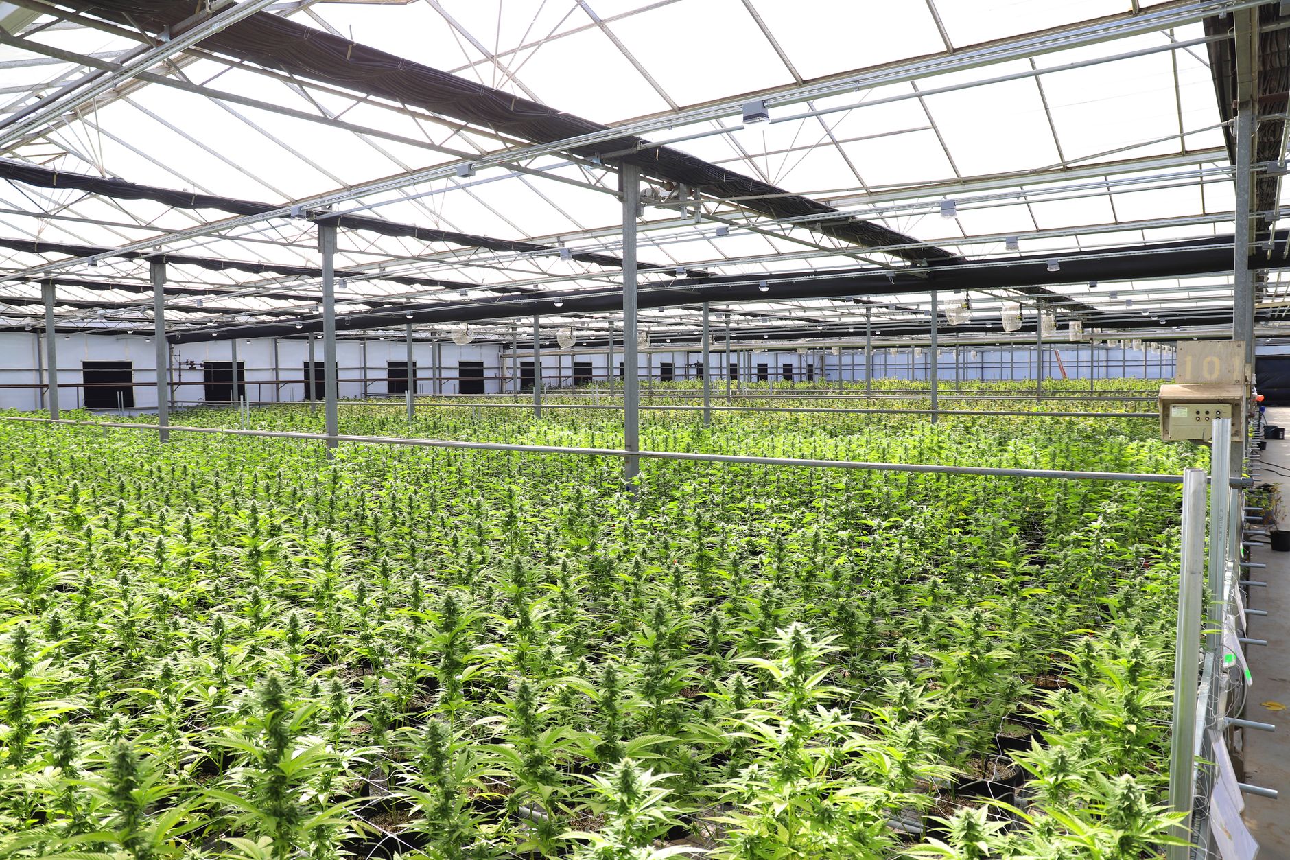 What's Going On With Cannara Biotech Inc. Stock Sunday?