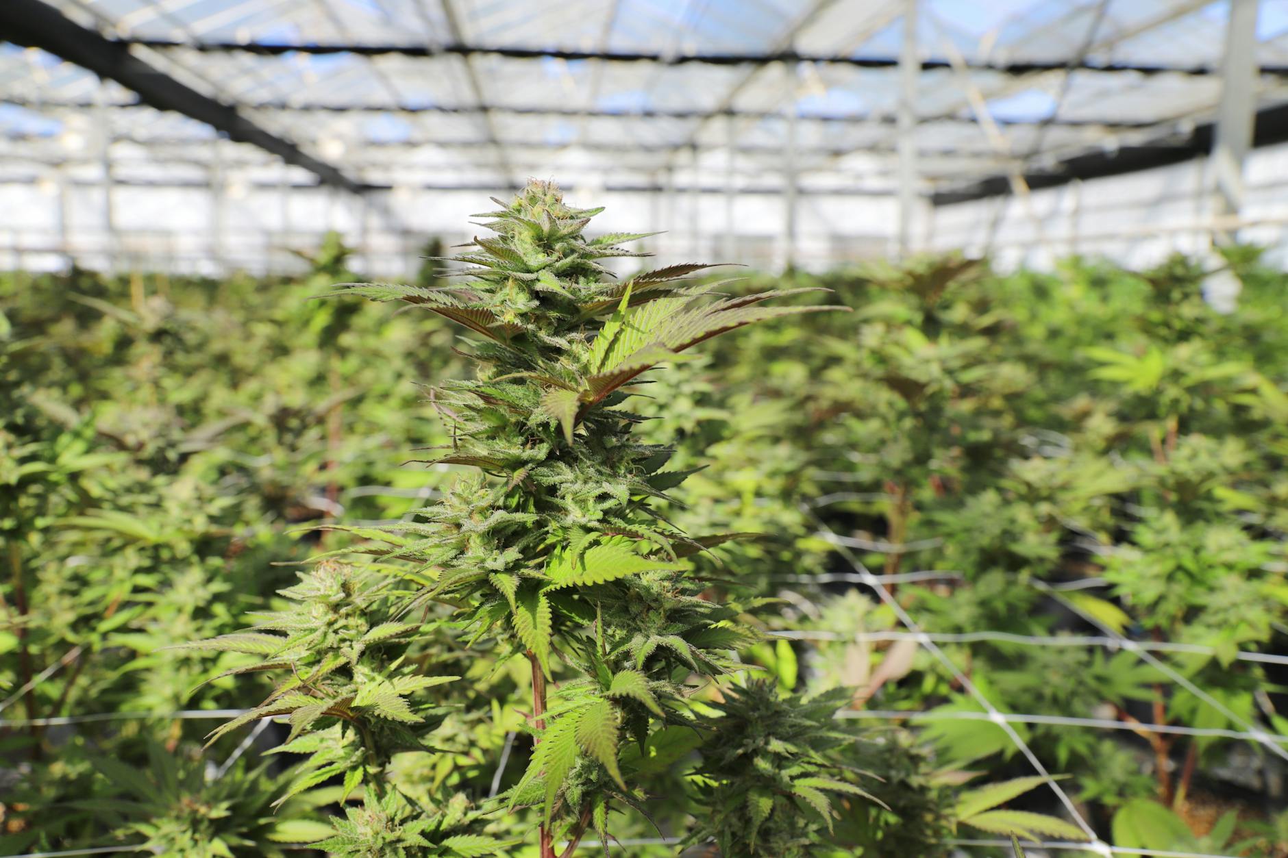 Curaleaf Holdings Inc. Jumps 6.5% in Last Session Amid Market Optimism
