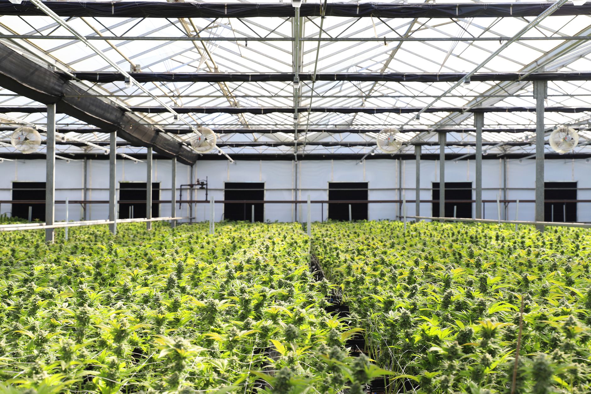 Why TerrAscend Corp. stock is skyrocketing today