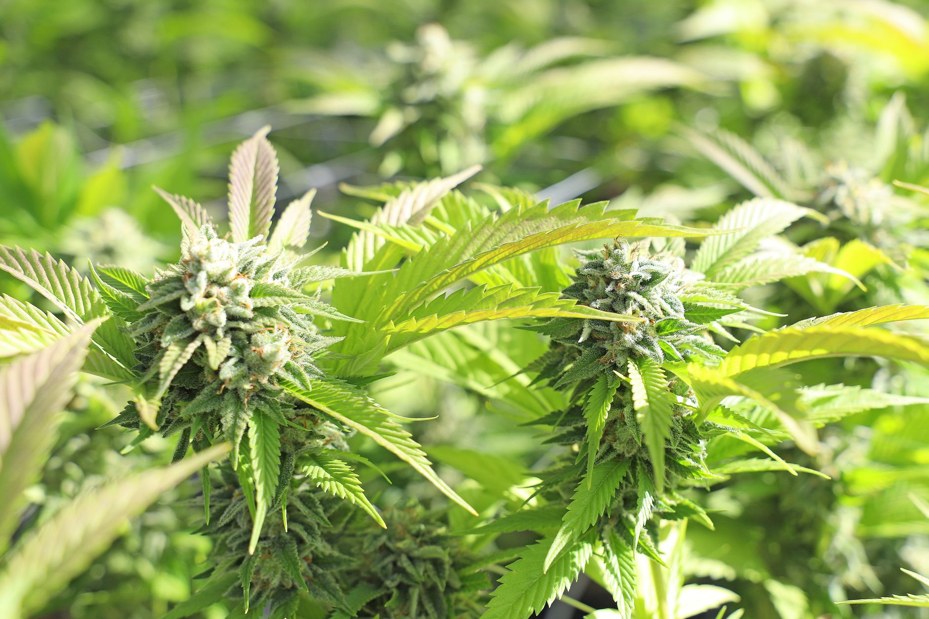 Why Avicanna Inc stock is sliding today