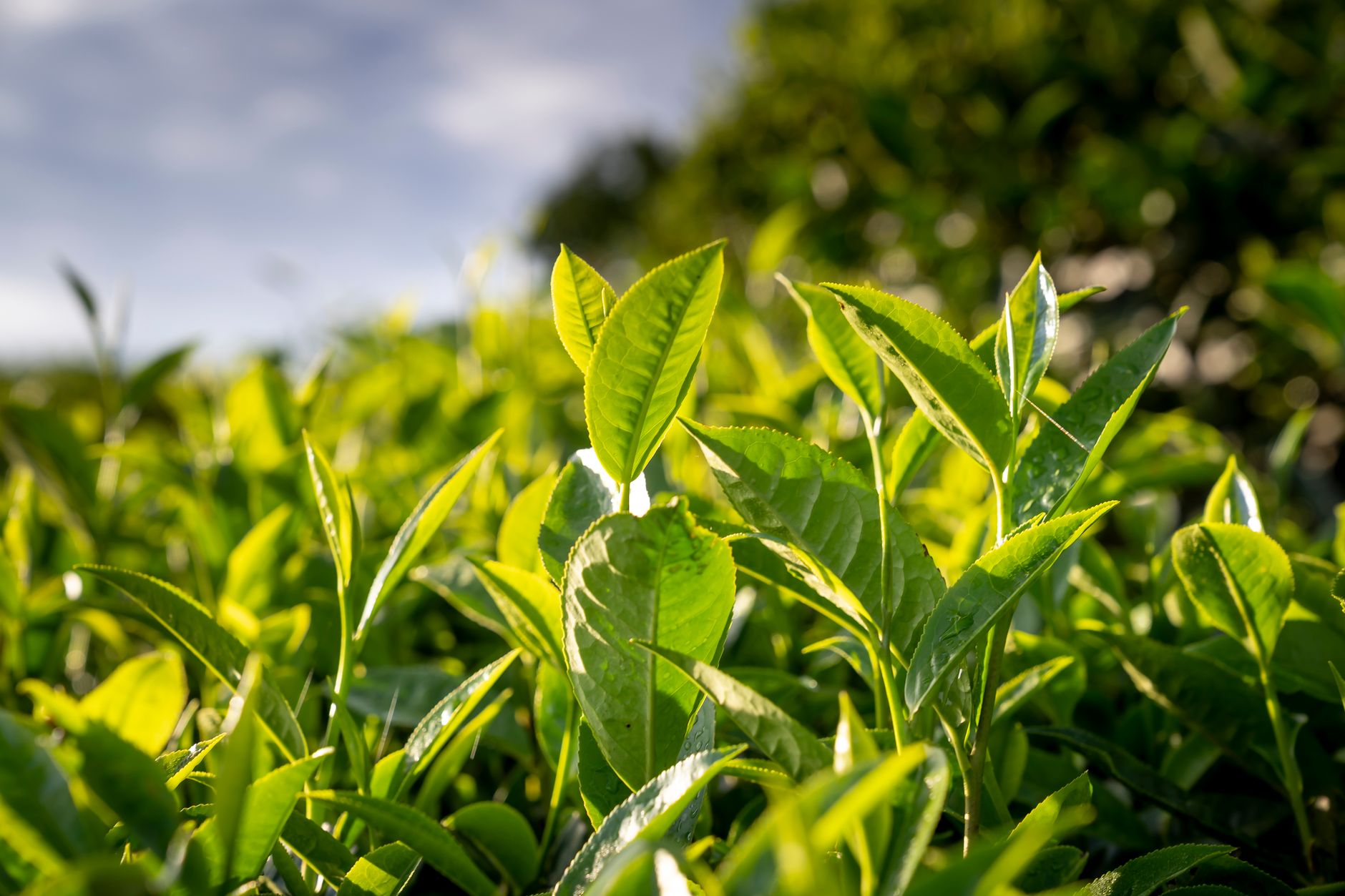 What's at Stake for DAVIDsTEA (DTEA.V) Ahead of Earnings Next Week?