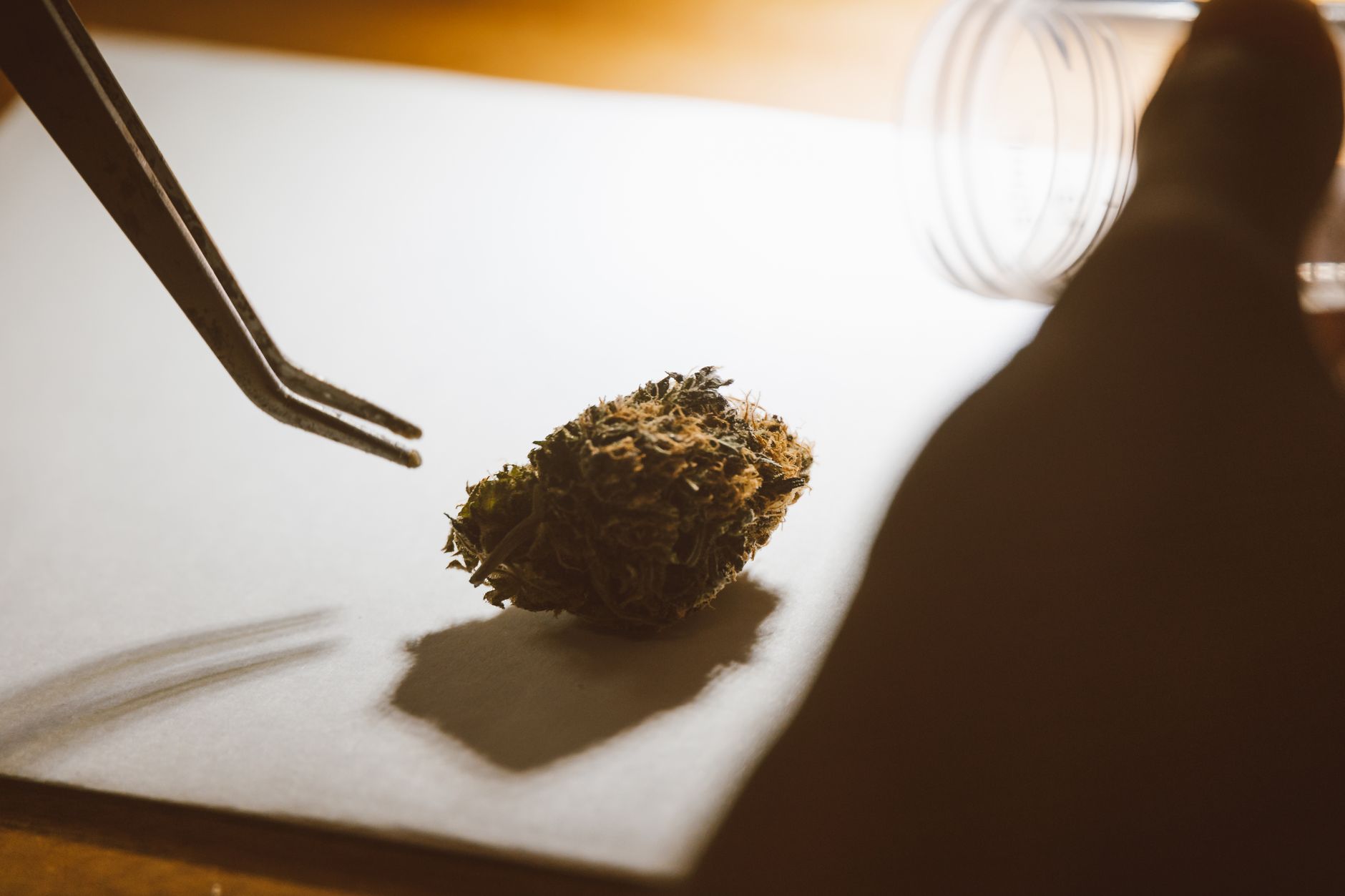 Why Avicanna Inc stock went up yesterday