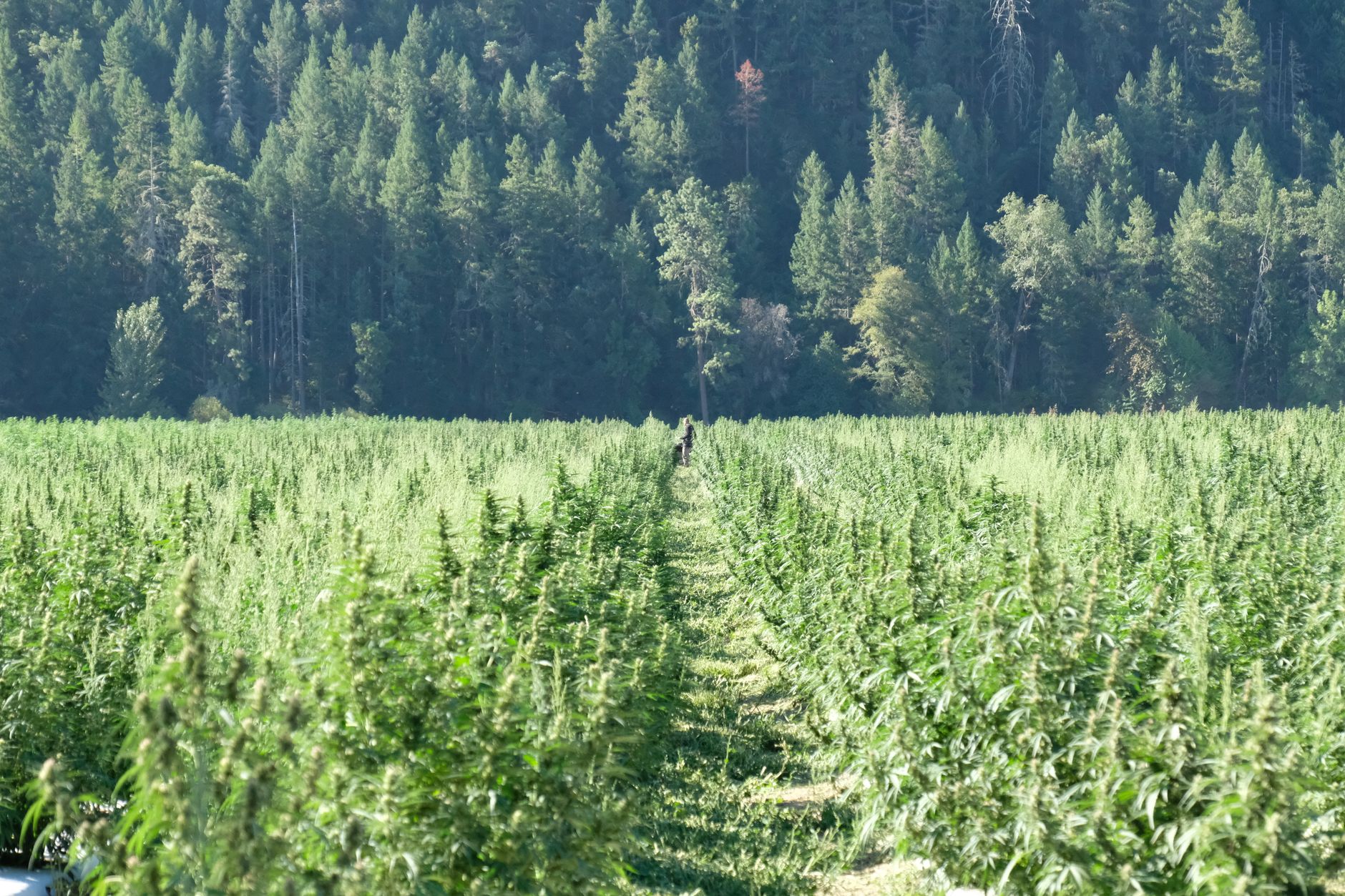 Why Charlotte's Web Holdings Inc stock is rising today
