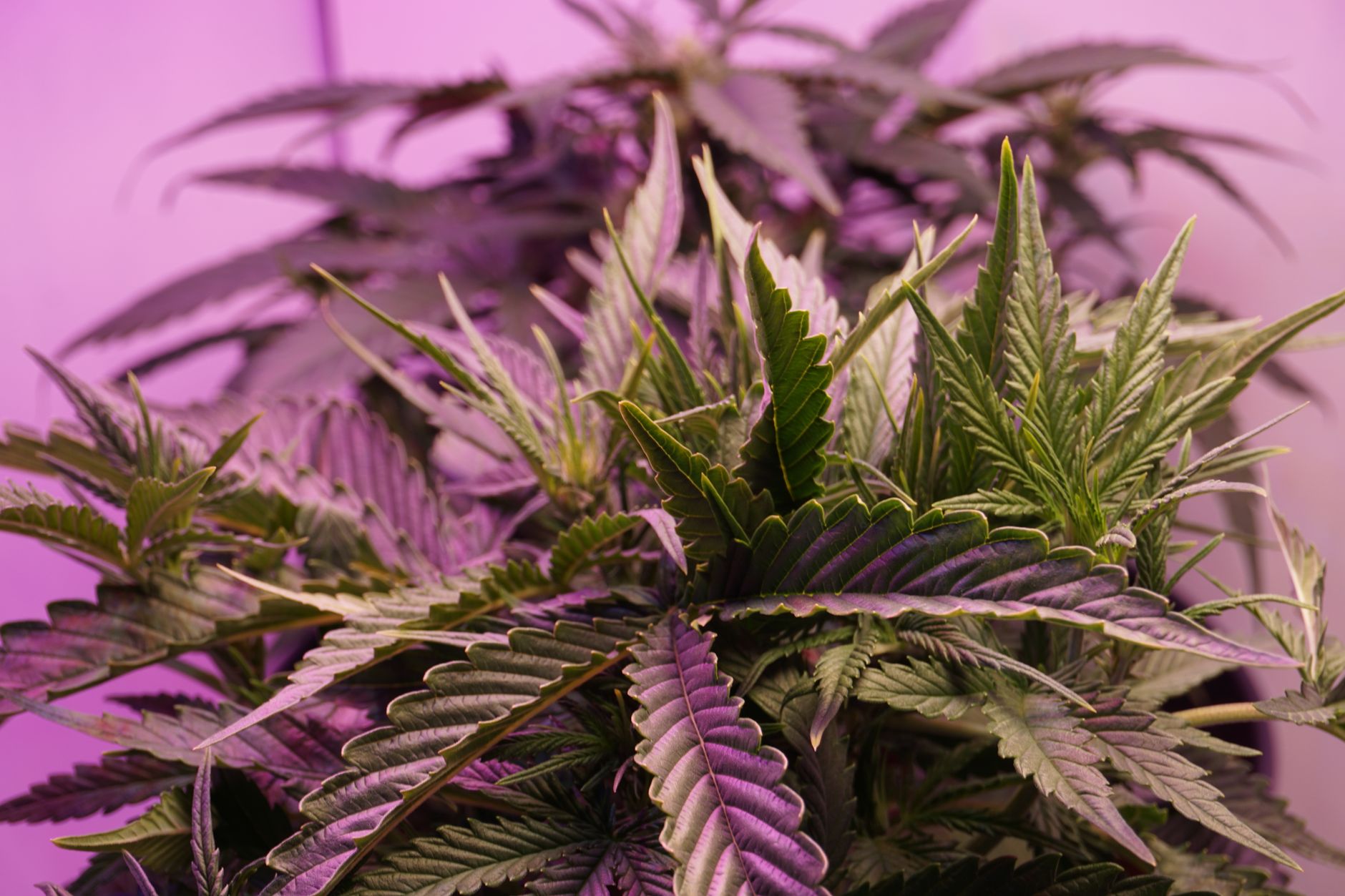 Why Avicanna Inc stock is rising today
