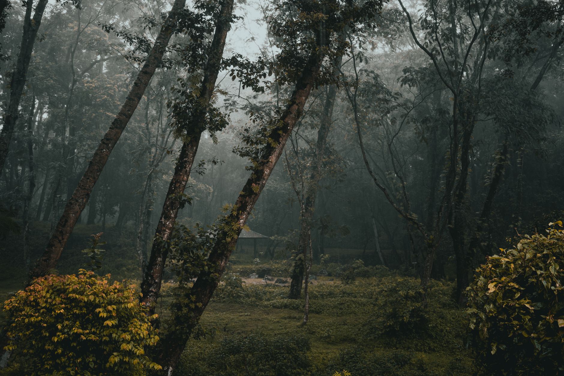 Why Big Tree Carbon Inc. stock is plummeting today