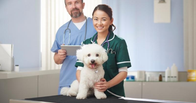Vet Costs for Dog in Canada
