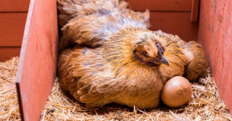 Raise Chickens For Eggs
