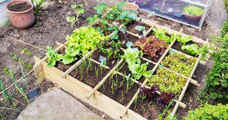 Grow Your Own Herbs & Vegetables